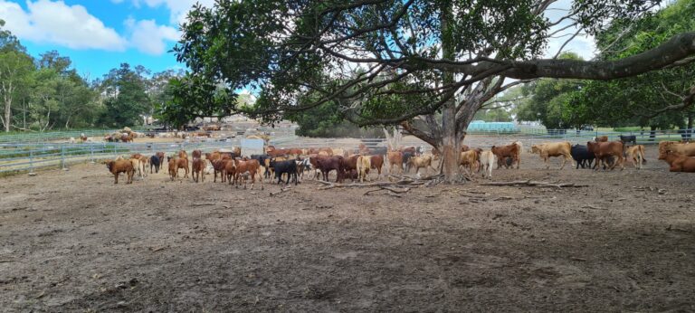 Grass-fed cattle in an open field